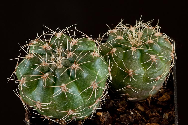 Gymnocalycium rosae